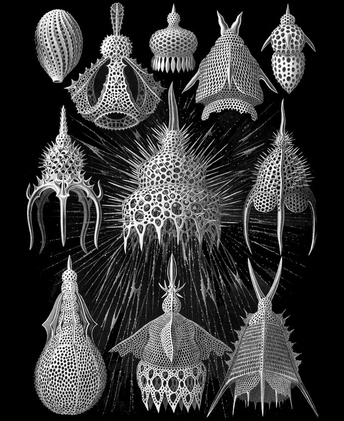 zooplankton clipart - photo #34
