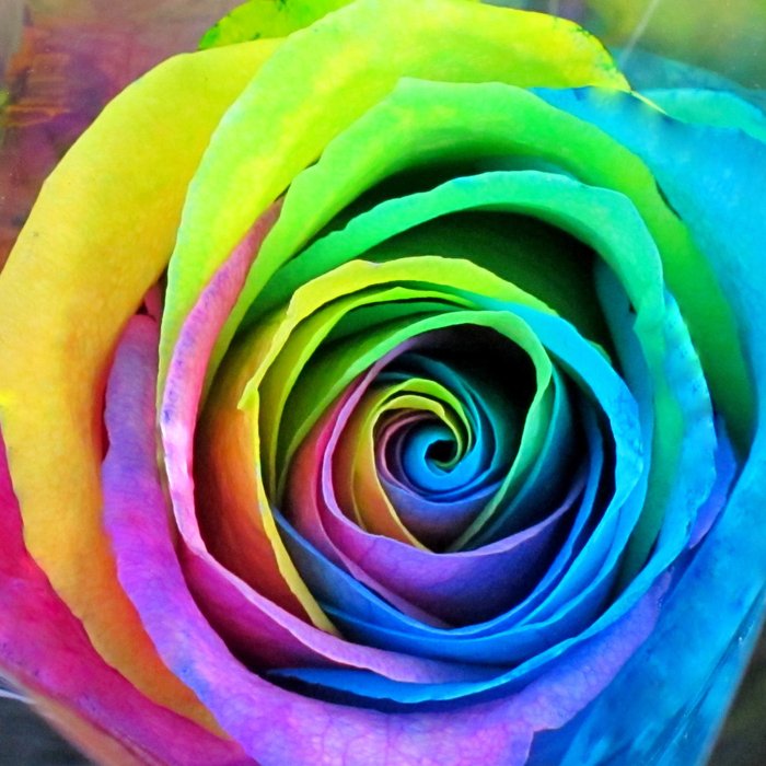 Rainbow Rose Art Print by Lena Photo Art | Society6