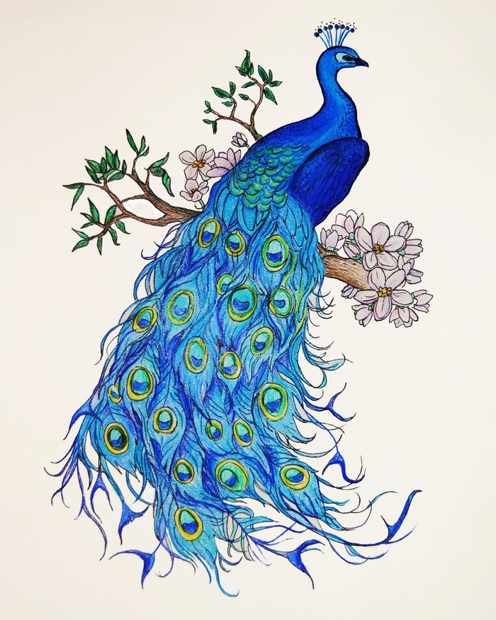 Peacock Art Print by Kristinasheufelt | Society6