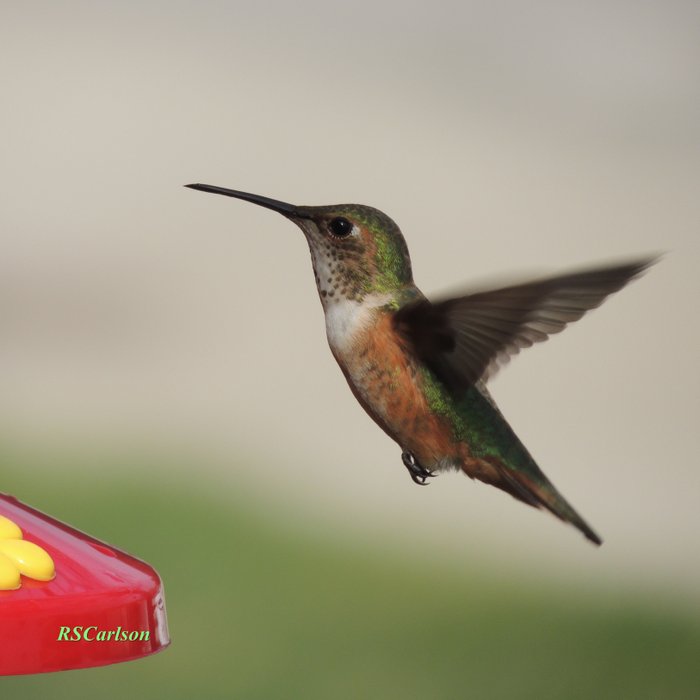 ms hummingbird checks the feeder art print by ralph s ms hummingbird checks the feeder art print by ralph s