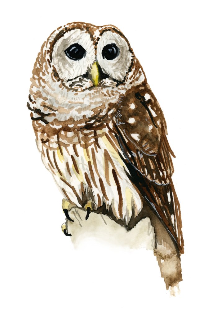 It is a picture of Magic Barred Owl Drawing It's just a picture of Magic Barred Owl Drawing