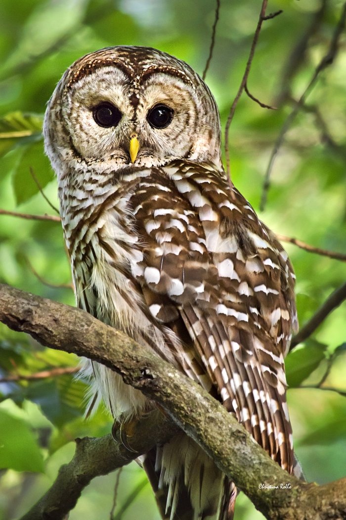 Barred Owl Art Print by Christina Rollo | Society6
