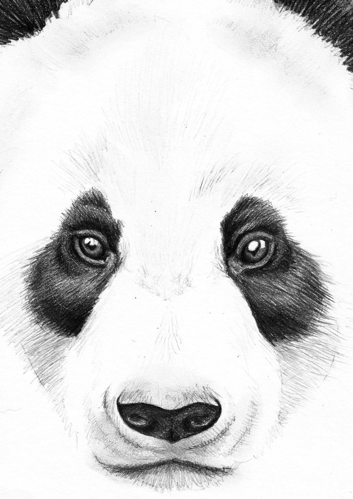 Panda Face Art Print by 13 Styx | Society6