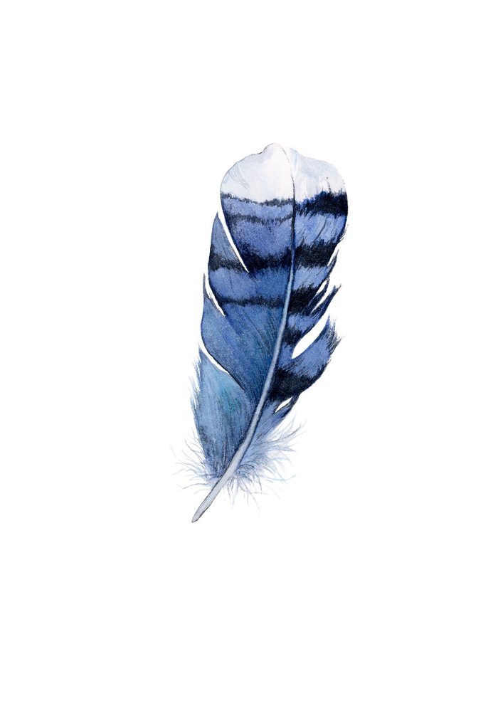 Watercolor Feather Blue Jay Feather Feather Art Watercolor Feather Blue Jay Feather Feather Art