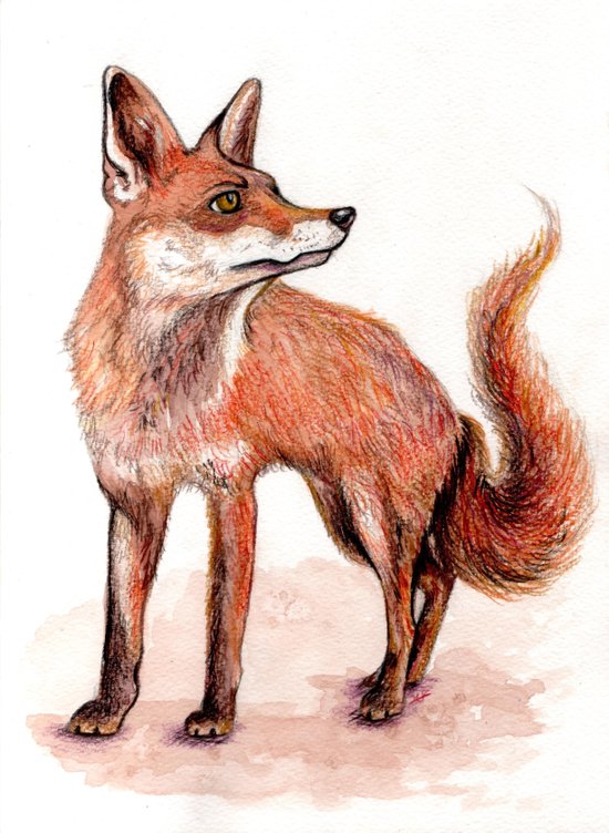 Fox Art Print by Pendientera | Society6