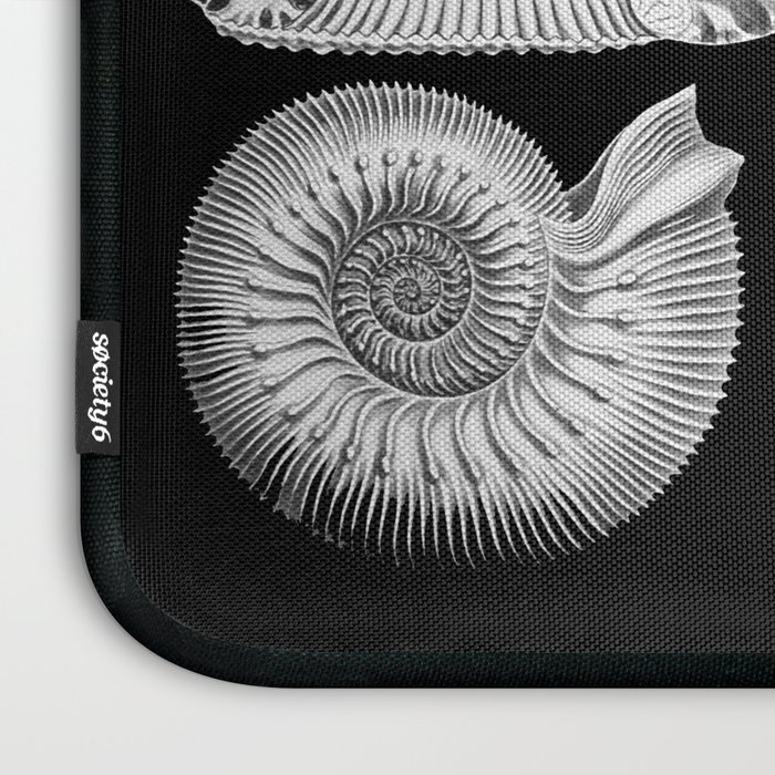 Fossils Fossils Black And White