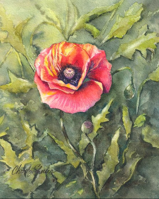 Poppy Single Watercolor Art Print