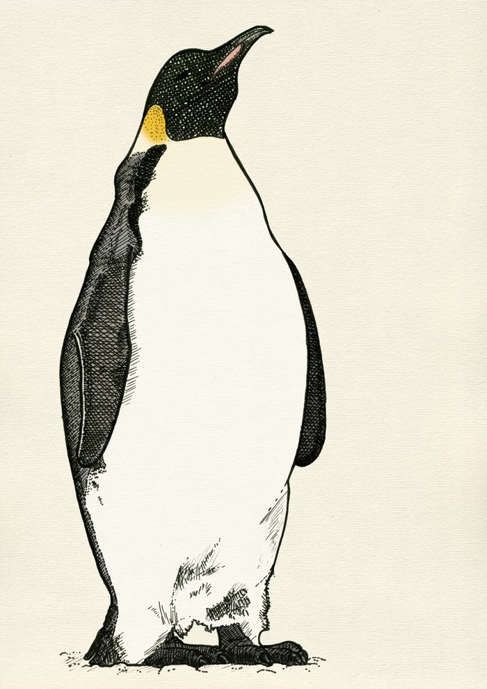 Emperor Penguin Art Print by Electric Egg - Illustration | Society6