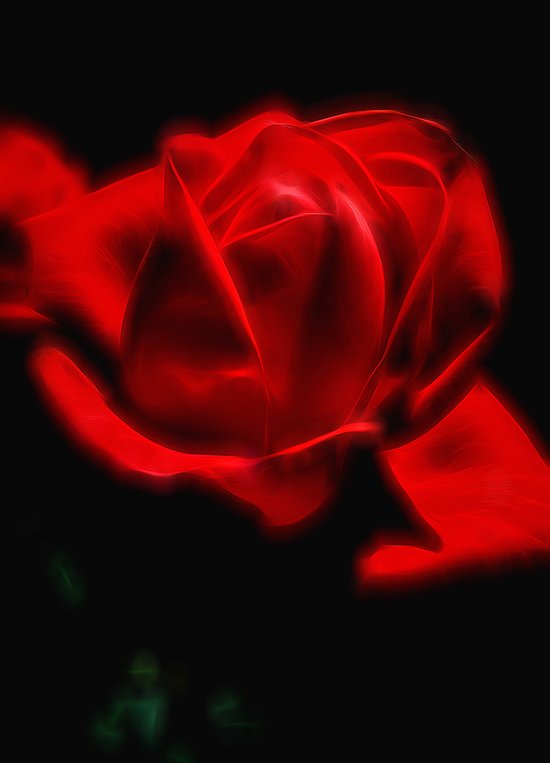 Red Rose Art Print by Michael P. Moriarty | Society6